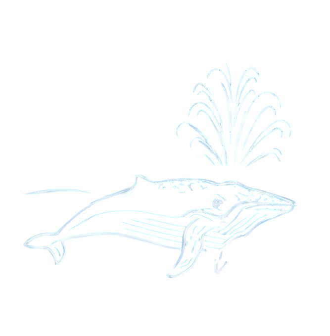 Whale Watching