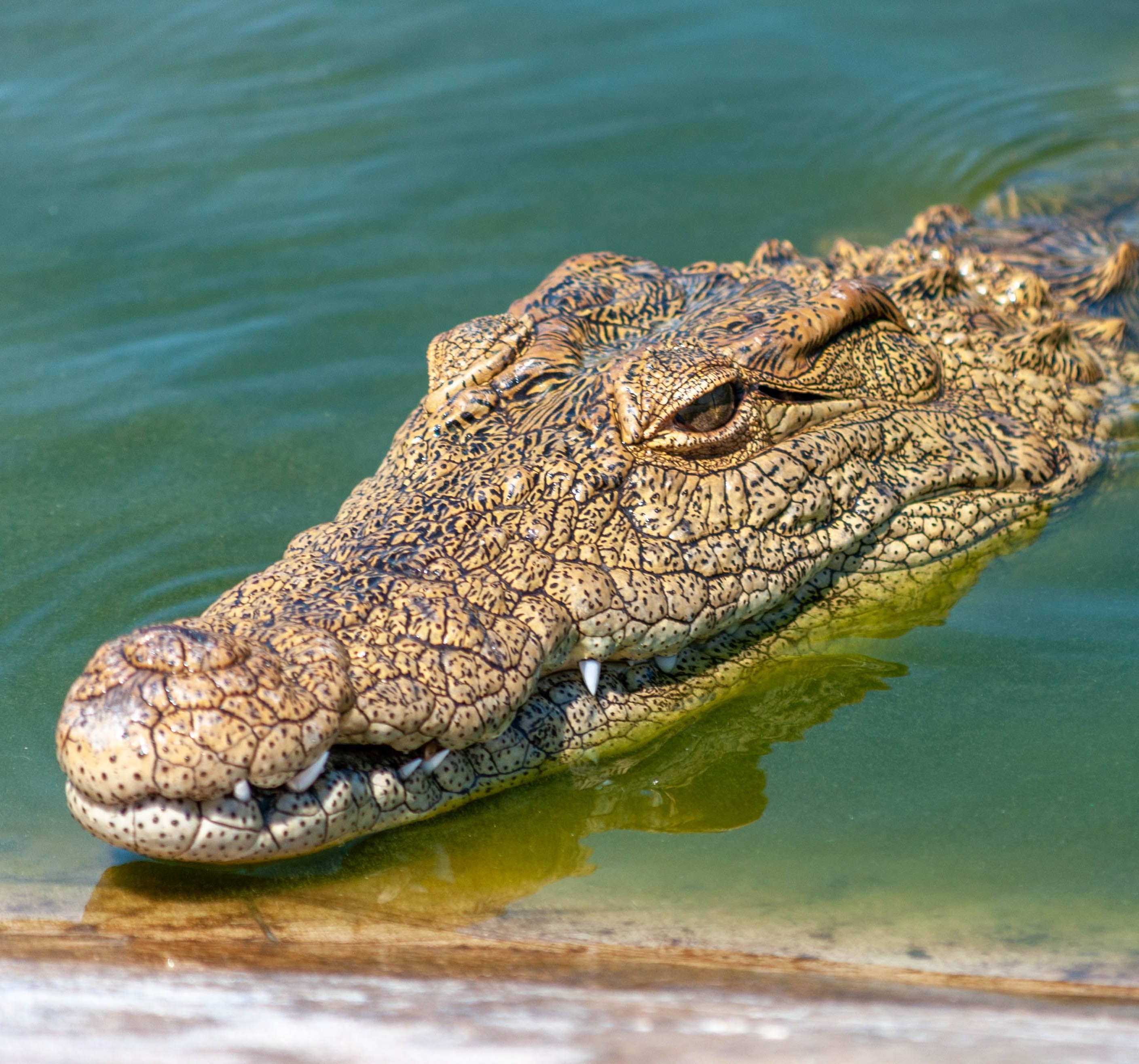 Nilwala River Safari and Crocodile tour in Sri Lanka