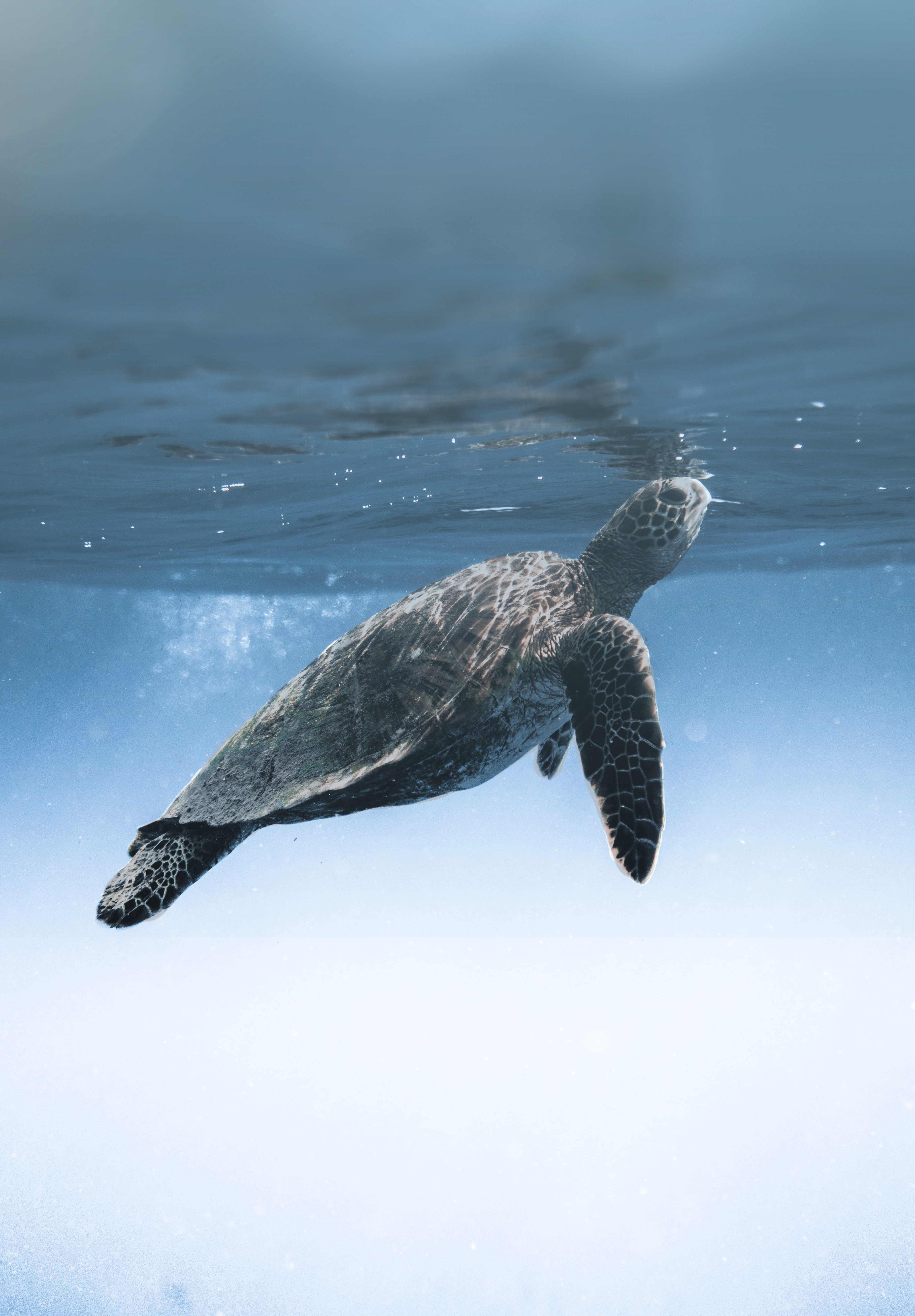 Snorkeling with sea turtles in Mirissa, Sri Lanka
