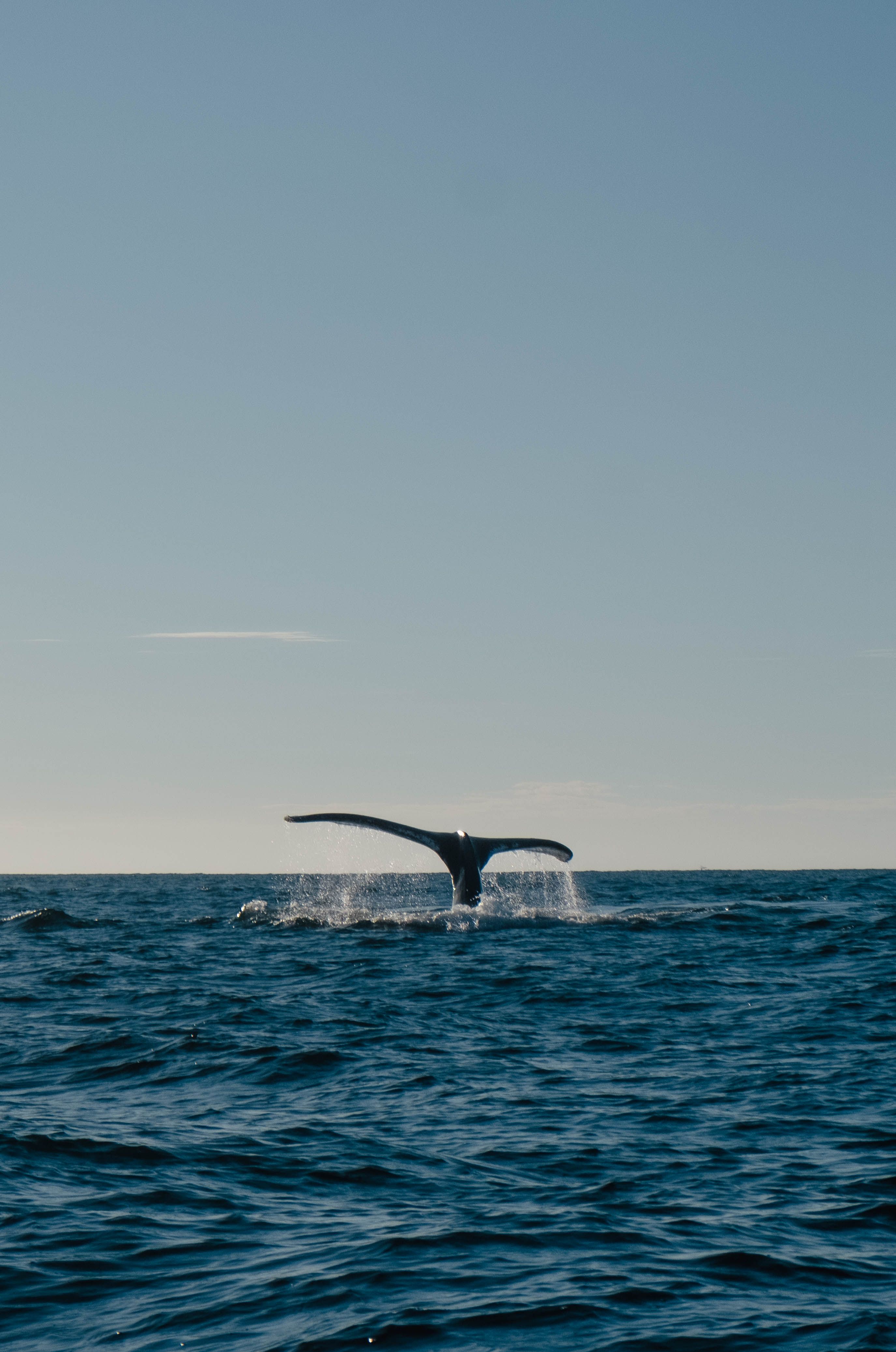 Whale and dolphin watching boat tour in Mirissa, Sri Lanka