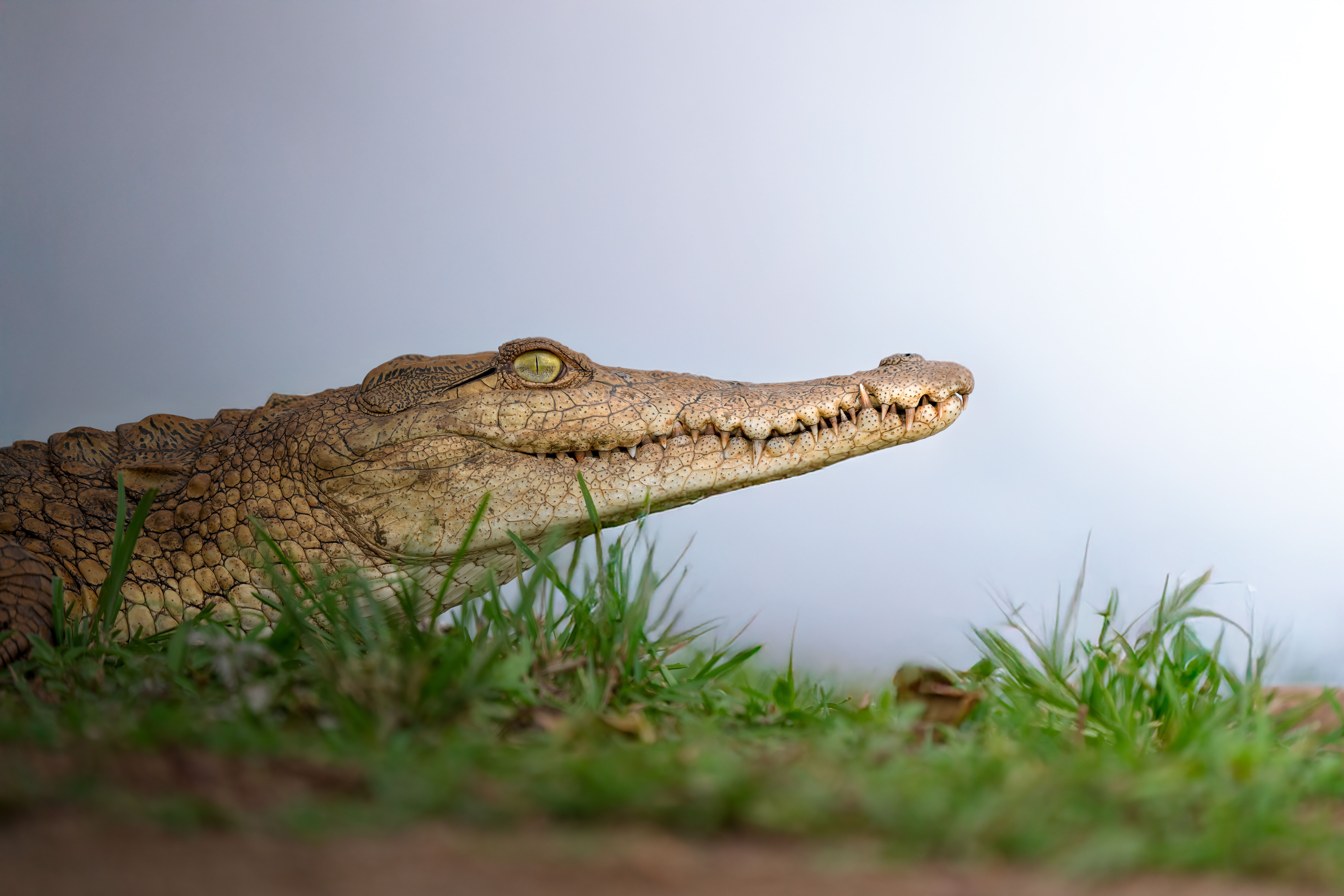 Nilwala River Safari and Crocodile tour in Sri Lanka