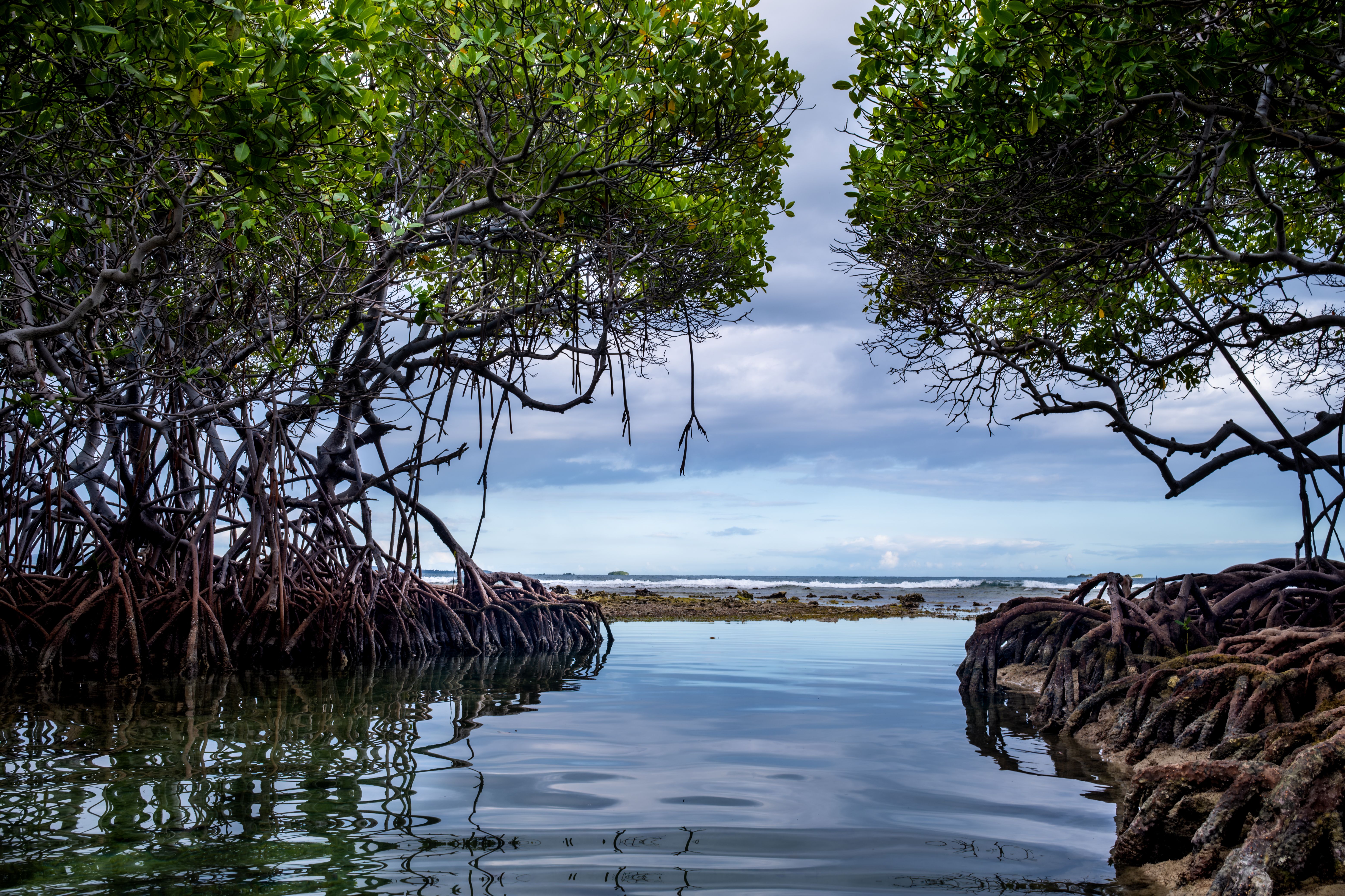 Madu River Cruise and mangrove safari in Sri Lanka