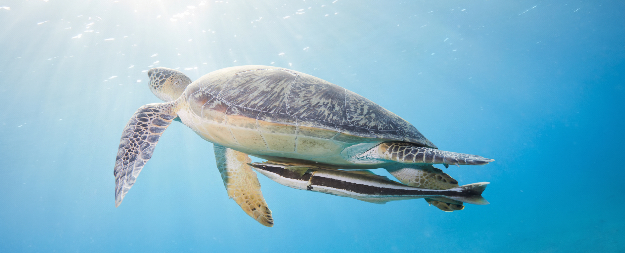 Snorkeling with sea turtles in Mirissa, Sri Lanka