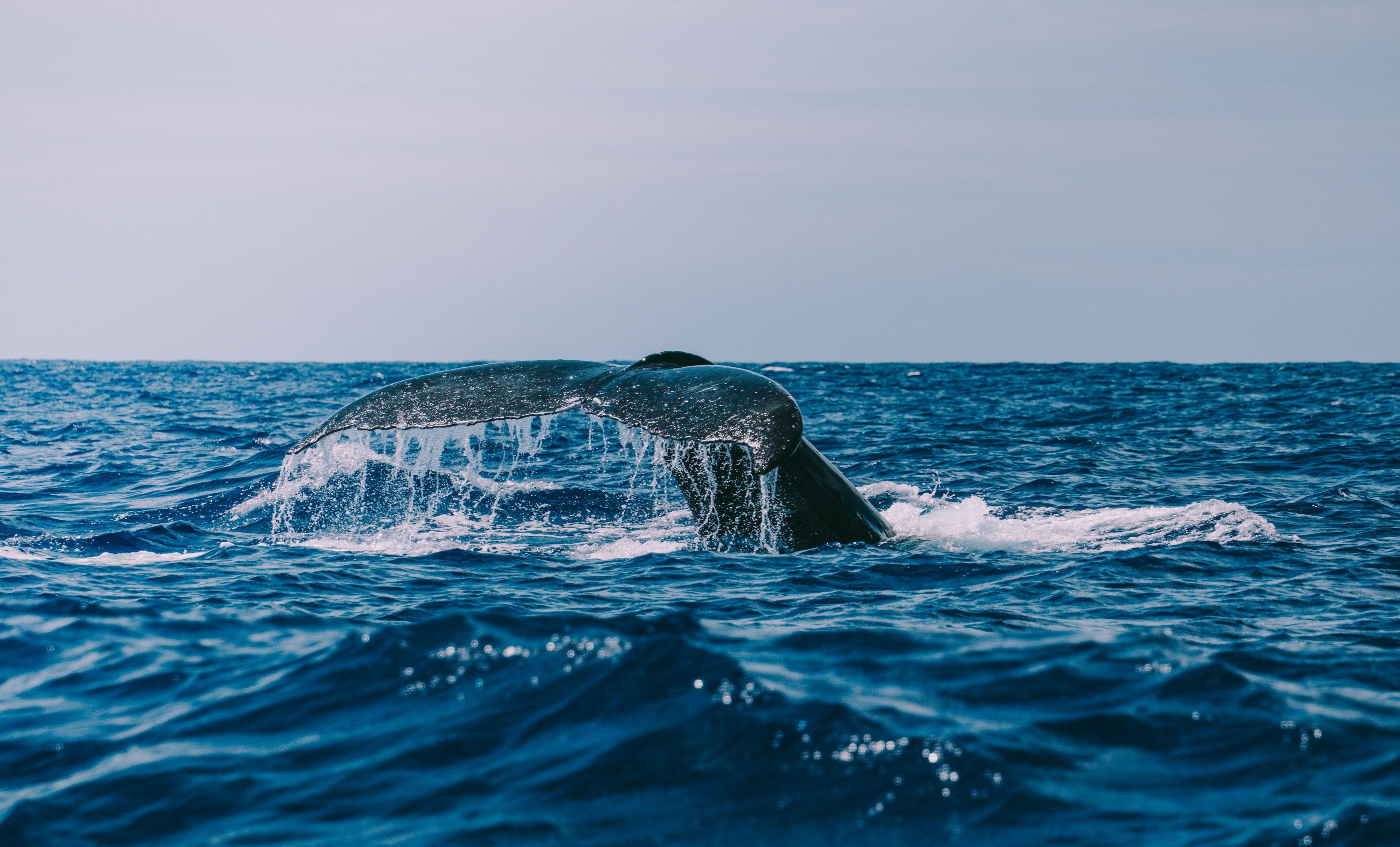 Whale and dolphin watching boat tour in Mirissa, Sri Lanka